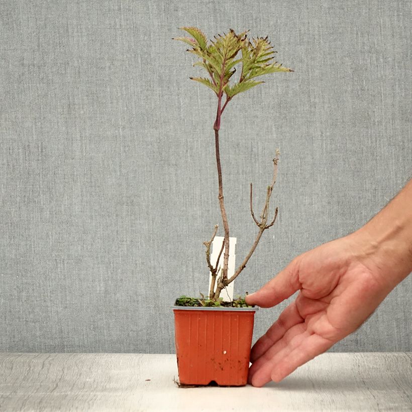 Exemplaar van Sambucus nigra Golden Spark - Gewone vlier Kweekpotje van 8/9 cm zoals geleverd in de zomer