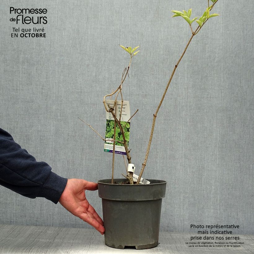 Exemplaar van Sambucus nigra Golden Spark - Gewone vlier Pot van 3 l/4 l zoals geleverd in de herfst