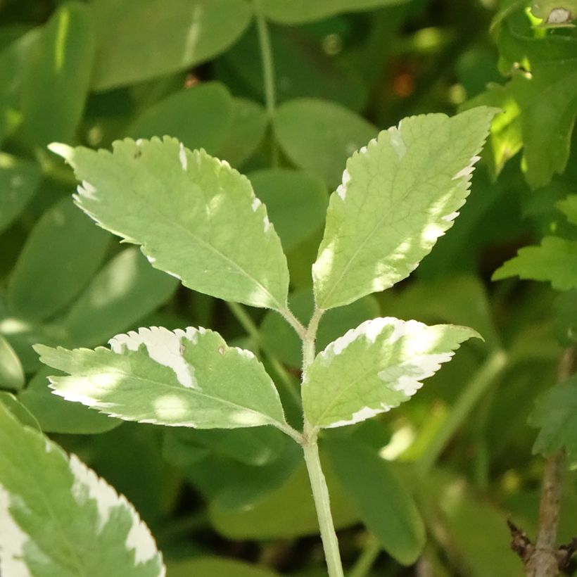 Sambucus nigra Golden Spark - Gewone vlier (Blad)