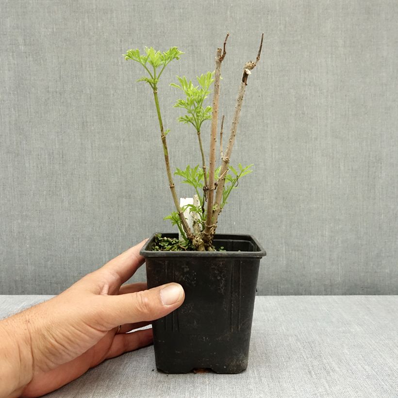 Exemplaar van Sambucus nigra Golden Tower - Gewone vlier Pot van 12 cm / 13 cm zoals geleverd in de zomer