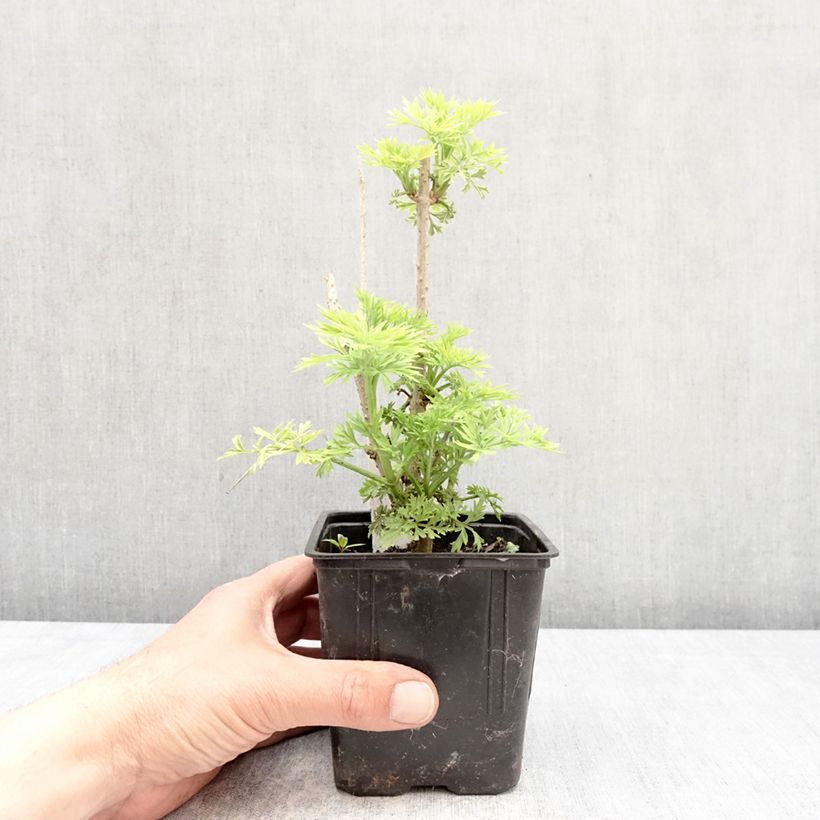 Exemplaar van Sambucus nigra Golden Tower - Gewone vlier Pot van 12 cm / 13 cm zoals geleverd in de lente