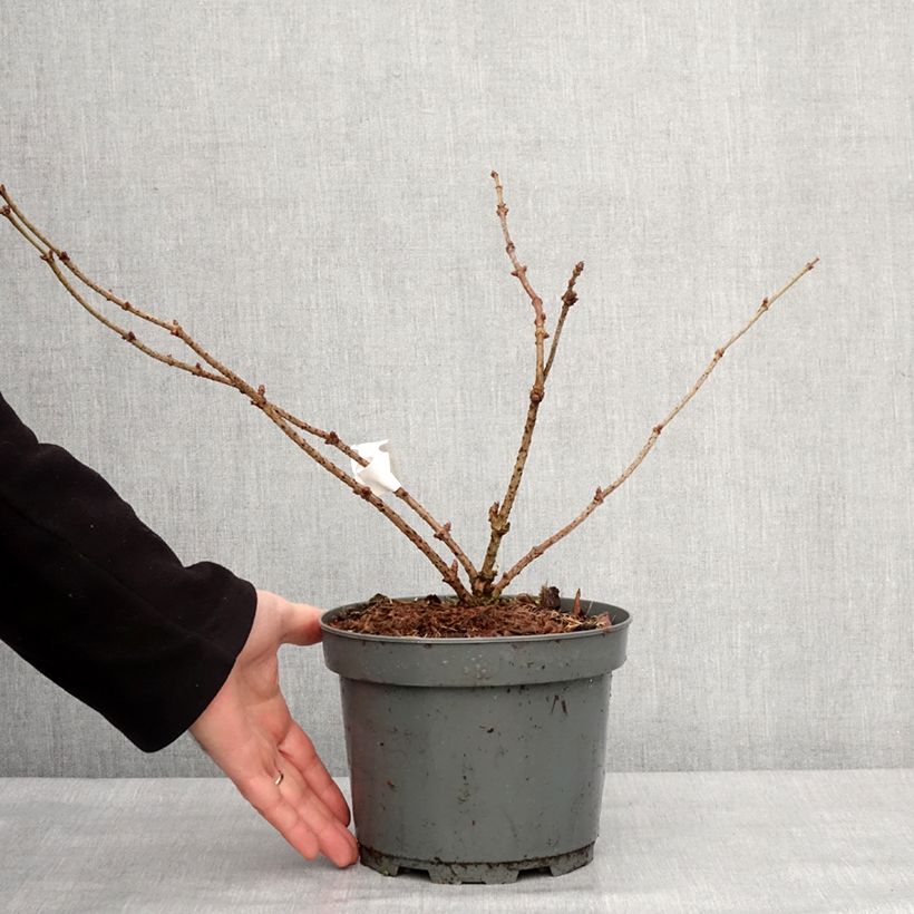 Exemplaar van Vlier Haidegg 17 Pot van 3 l/4 l, Pol zoals geleverd in de winter