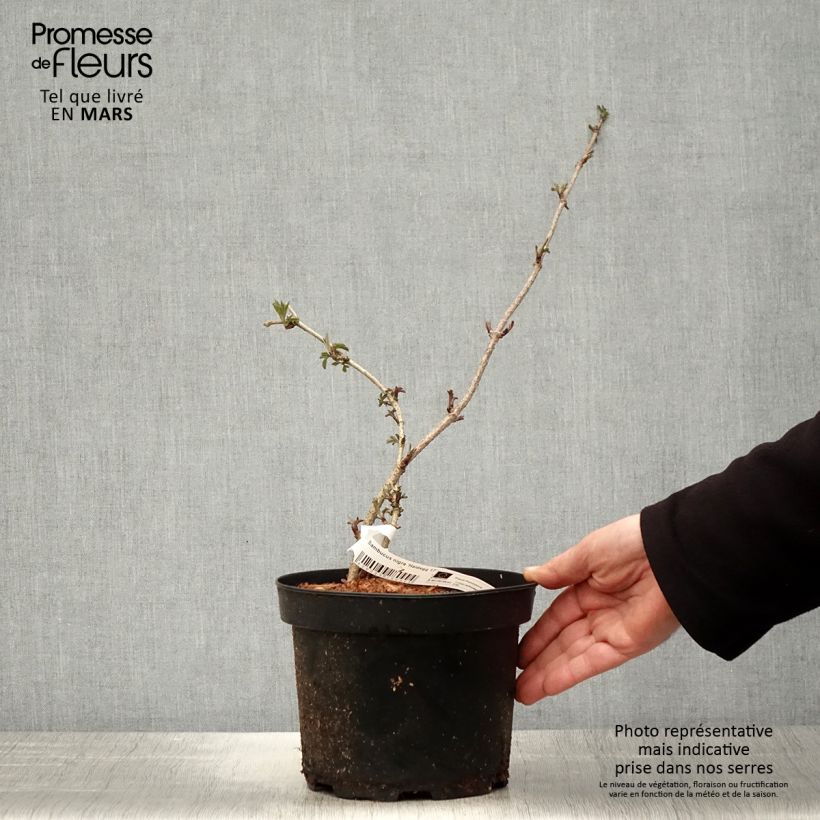 Exemplaar van Vlier Haidegg 17 Pot van 3 l/4 l, Pol zoals geleverd in de lente