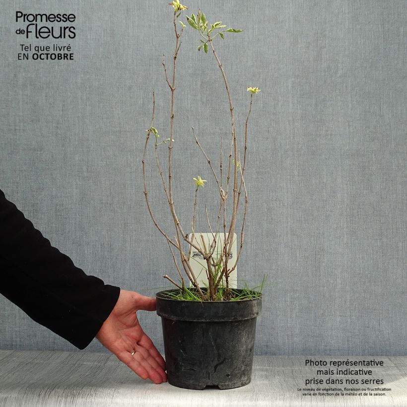 Exemplaar van Sambucus nigra Madonna - Gewone vlier Pot van 3 l/4 l zoals geleverd in de herfst