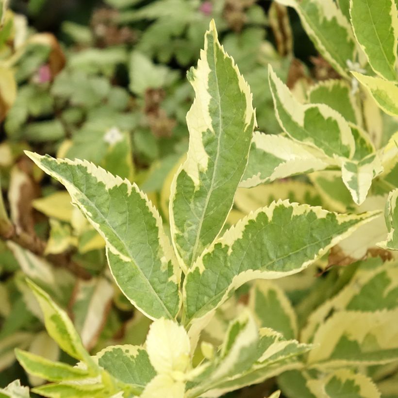 Sambucus nigra Madonna - Gewone vlier (Blad)