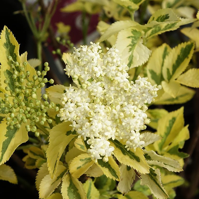 Sambucus nigra Madonna - Gewone vlier (Bloei)