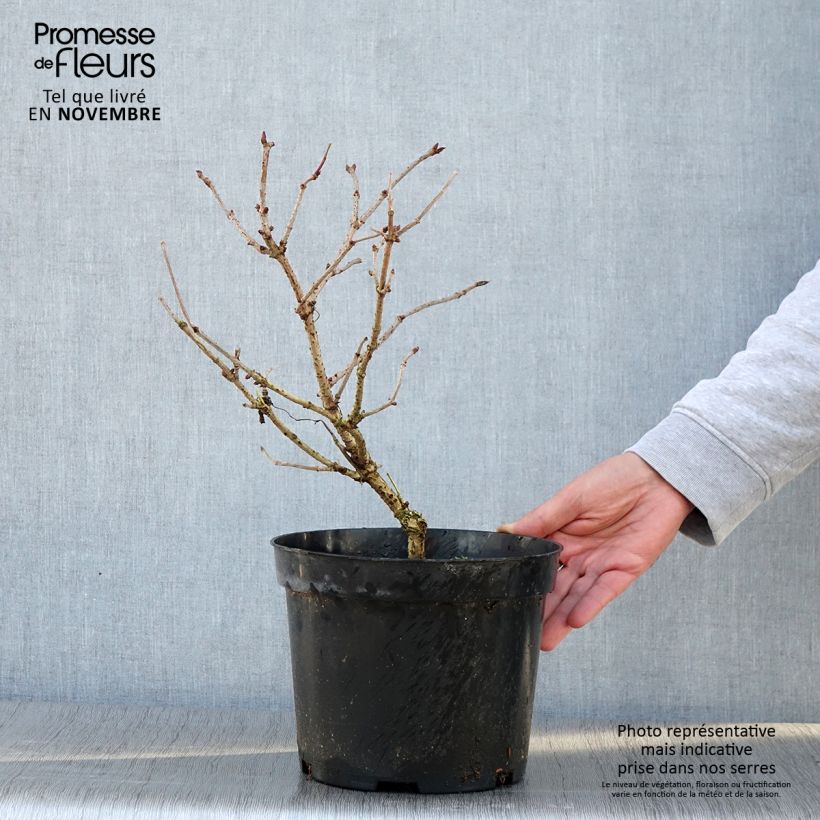 Exemplaar van Sureau noir - Sambucus nigra Marion Bull Pot de 4L/5L zoals geleverd in de herfst