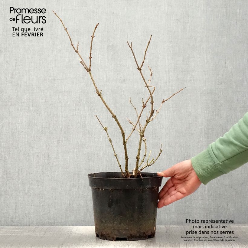 Example of Sambucus nigra Marion Bull - Gewone vlier Pot van 4 l/5 l as you get in hiver