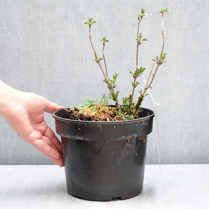 Example of Sambucus nigra Obelisk - Gewone vlier Pot van 4 l/5 l as you get in hiver