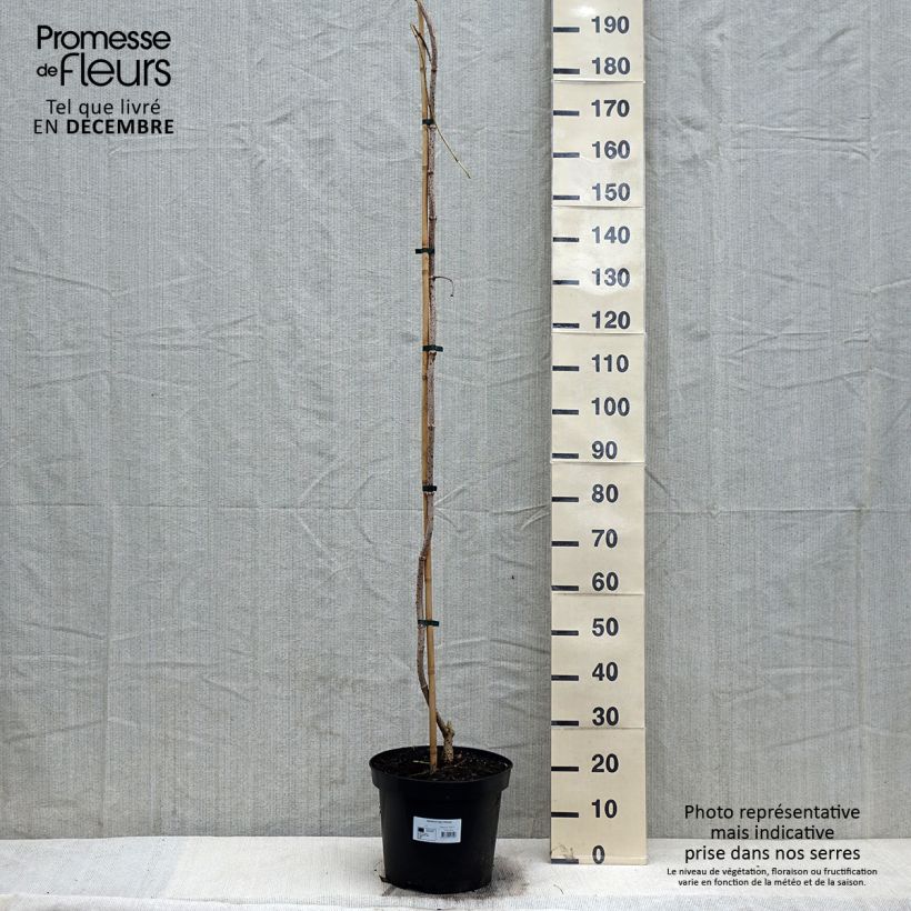 Exemplaar van Sambucus nigra Pendula - Gewone vlier Pot van 7,5 l/10 l zoals geleverd in de winter