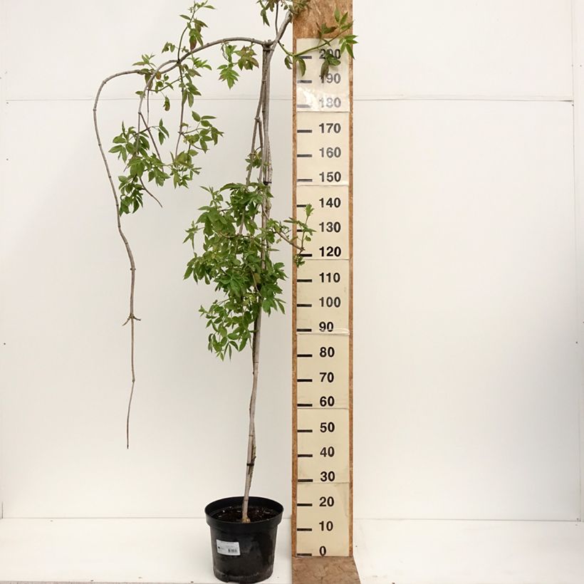 Exemplaar van Sambucus nigra Pendula - Gewone vlier Pot van 7,5 l/10 l zoals geleverd in de lente