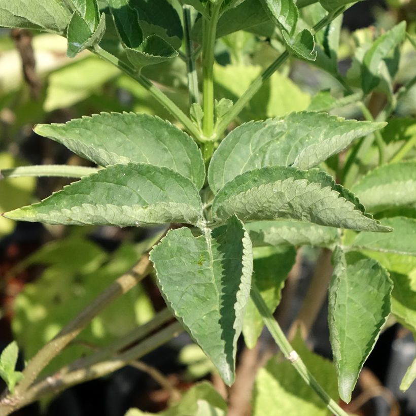 Sambucus nigra - Gewone vlier (Blad)