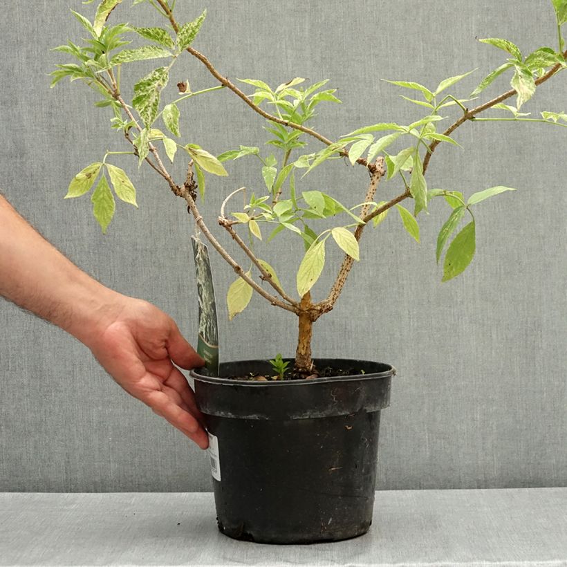 Exemplaar van Sambucus nigra Pulverulenta - Gewone vlier Pot van 3 l/4 l zoals geleverd in de zomer