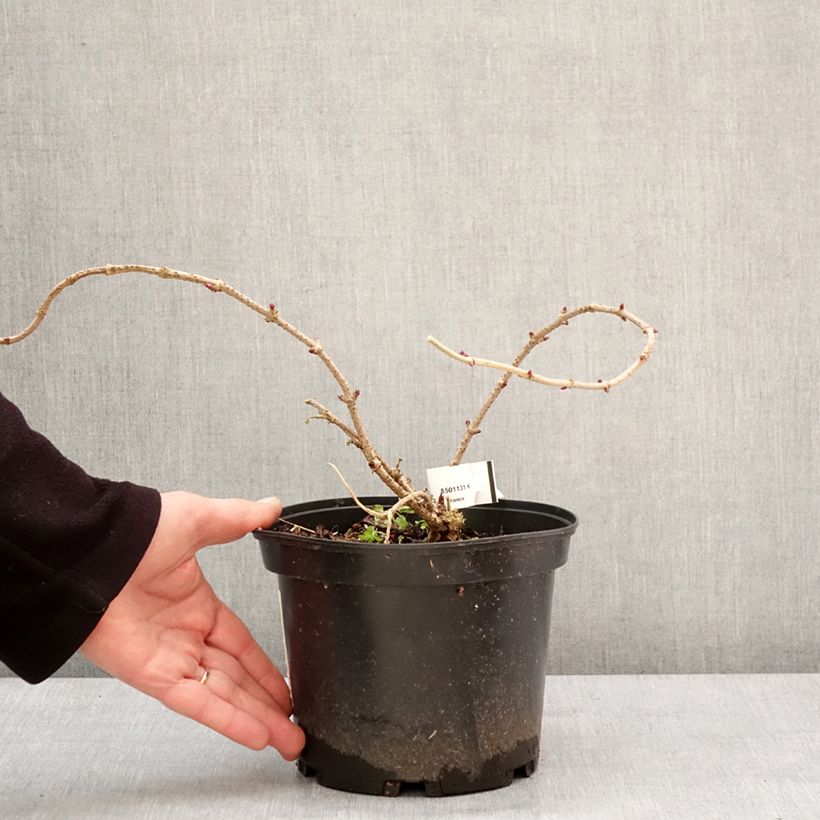 Exemplaar van Sambucus nigra Pulverulenta - Gewone vlier Pot van 3 l/4 l zoals geleverd in de winter