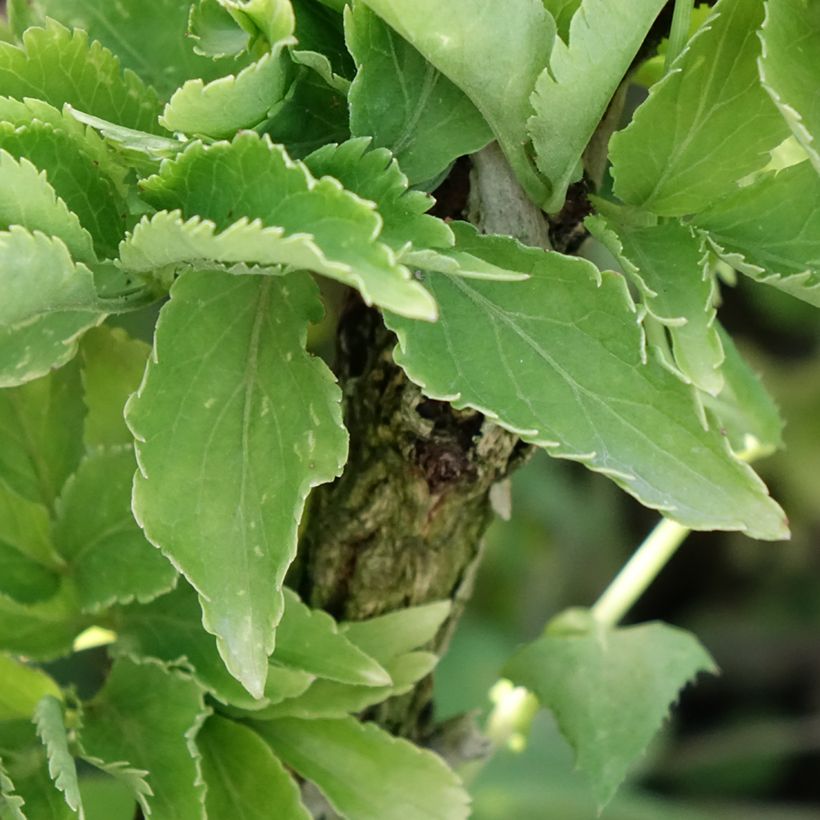 Sambucus nigra Pyramidalis - Gewone vlier (Blad)