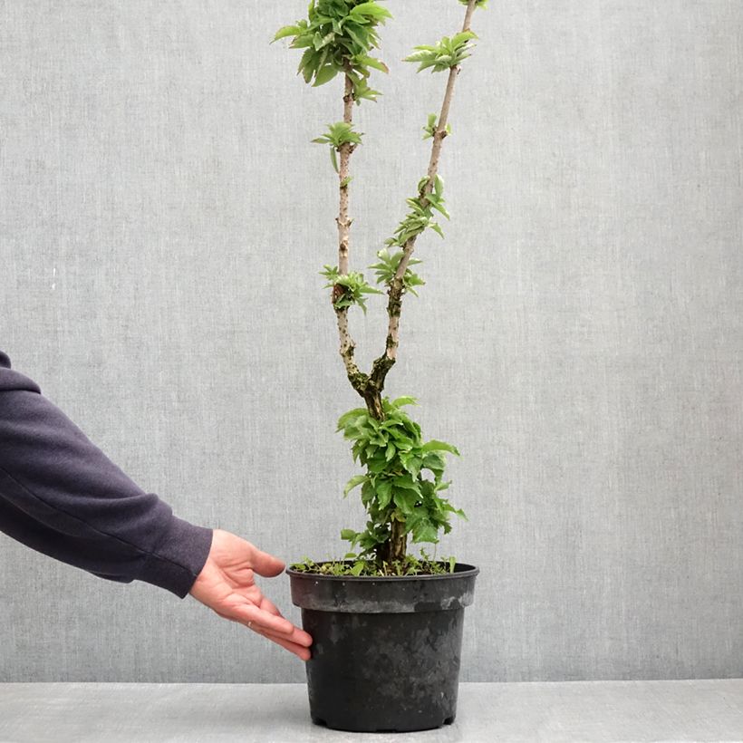 Exemplaar van Sambucus nigra Pyramidalis - Gewone vlier Pot van 4 l/5 l zoals geleverd in de lente