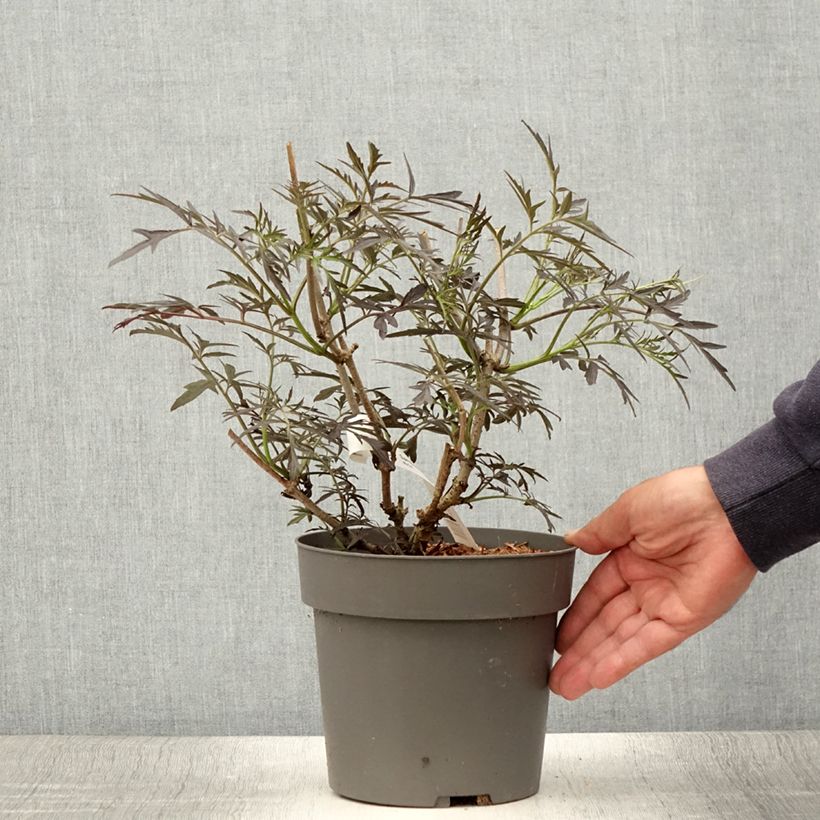 Exemplaar van Sambucus nigra Straight Laced - Gewone vlier Pot van 3 l/4 l zoals geleverd in de zomer