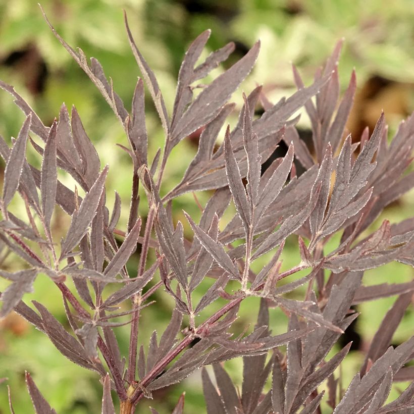 Sambucus nigra Straight Laced - Gewone vlier (Blad)