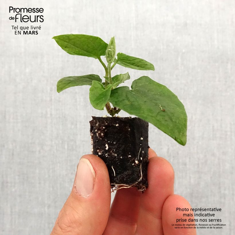 Exemplaar van Thunbergia alata Sunny Suzy Cherry - Suzanne-met-de-mooie-ogen Mini-mot Ø 3/4 cm zoals geleverd in de lente