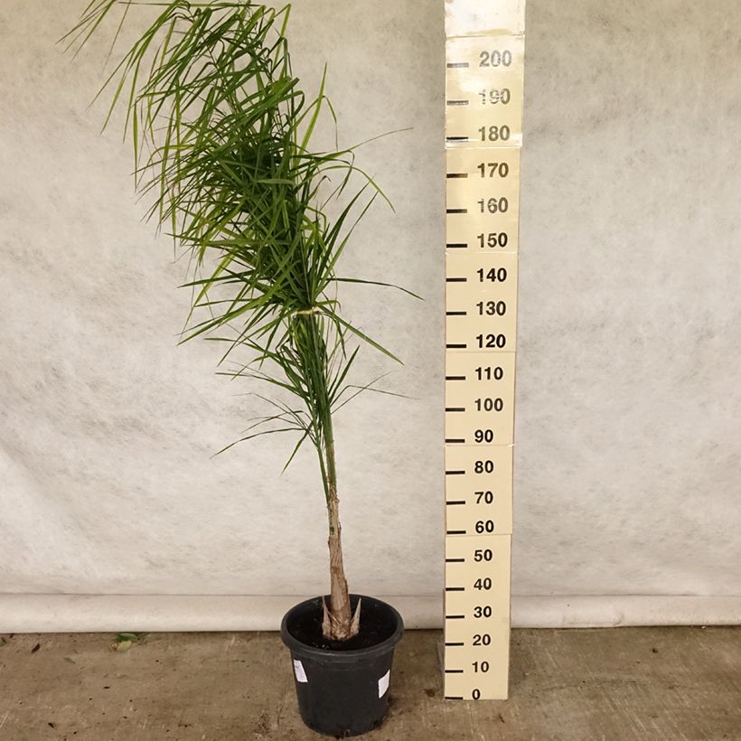 Exemplaar van Syagrus romanzoffiana - Koninginnepalm Pot van 20 l/25 l zoals geleverd in de zomer