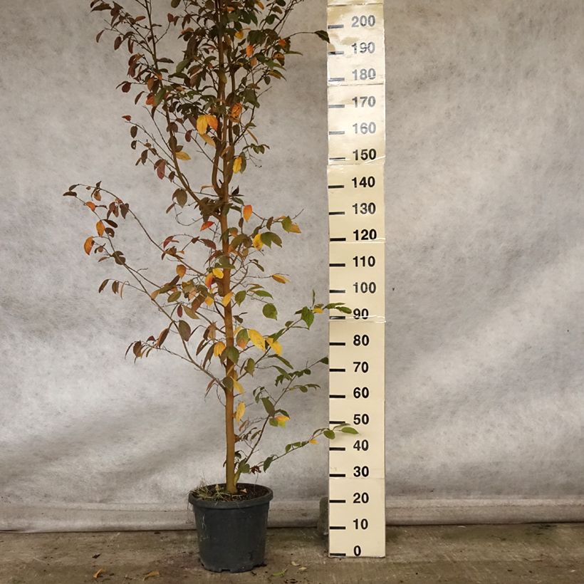 Exemplaar van Sycoparrotia semidecidua Pot van 12 l/15 l zoals geleverd in de herfst