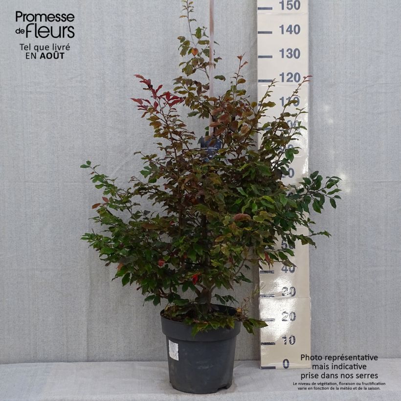 Exemplaar van Sycoparrotia semidecidua Purple Haze Pot van 12 l/15 l zoals geleverd in de zomer