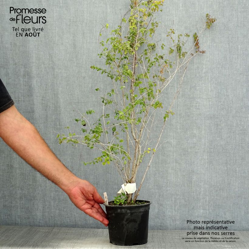 Exemplaar van Symphoricarpos chenaultii - Sneeuwbes Pot van 2 l/3 l zoals geleverd in de zomer