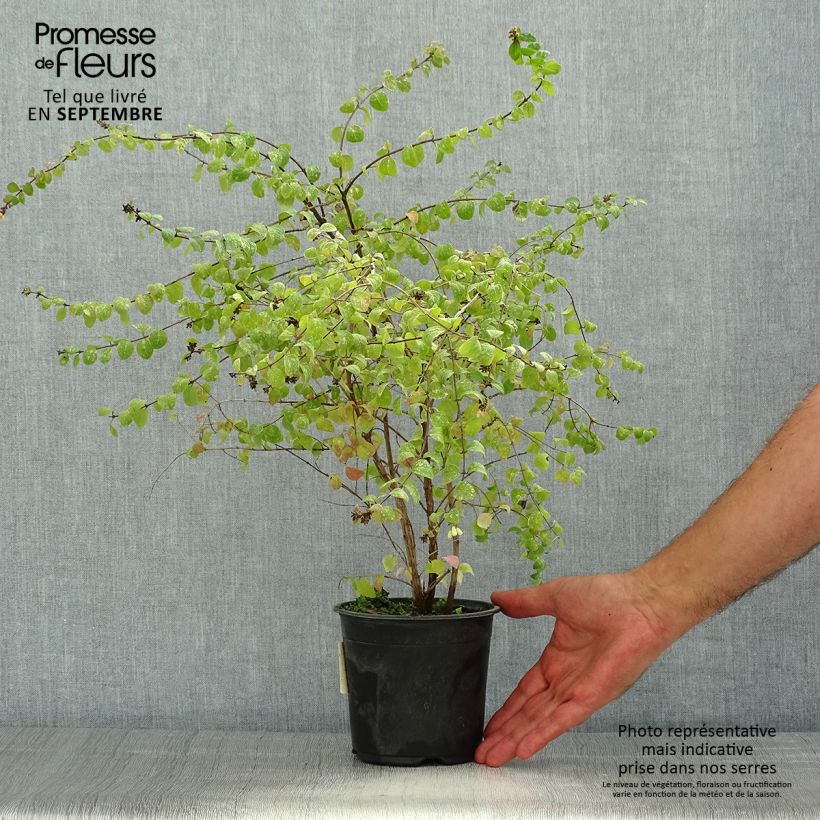 Exemplaar van Symphoricarpos chenaultii Hancock - Sneeuwbes Pot van 1 l/1,5 l zoals geleverd in de zomer