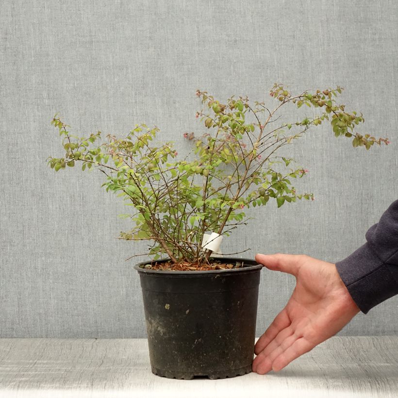 Exemplaar van Symphoricarpos chenaultii Hancock - Sneeuwbes Pot van 2 l/3 l zoals geleverd in de zomer