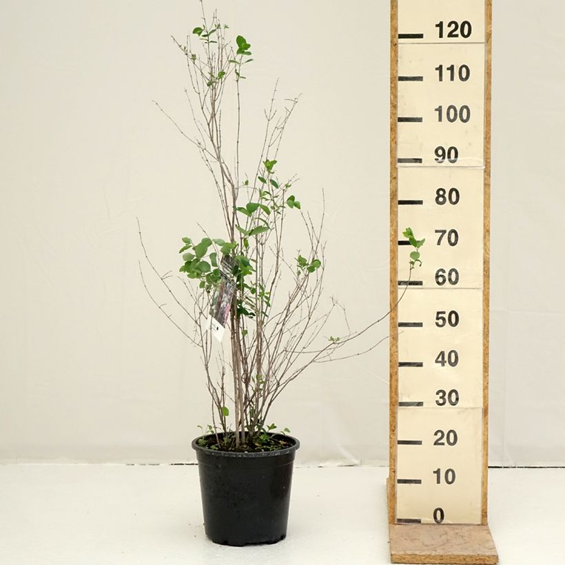 Exemplaar van Symphoricarpos albus - Sneeuwbes Pot van 7,5 l/10 l zoals geleverd in de lente