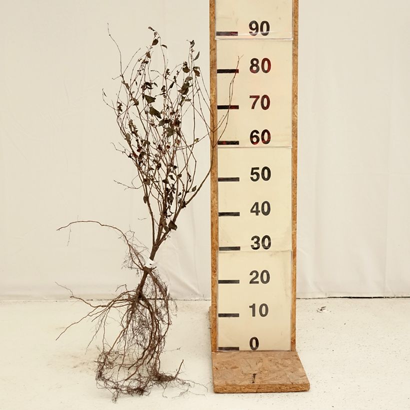 Exemplaar van Symphoricarpos albus - Sneeuwbes Naakte wortel zoals geleverd in de winter