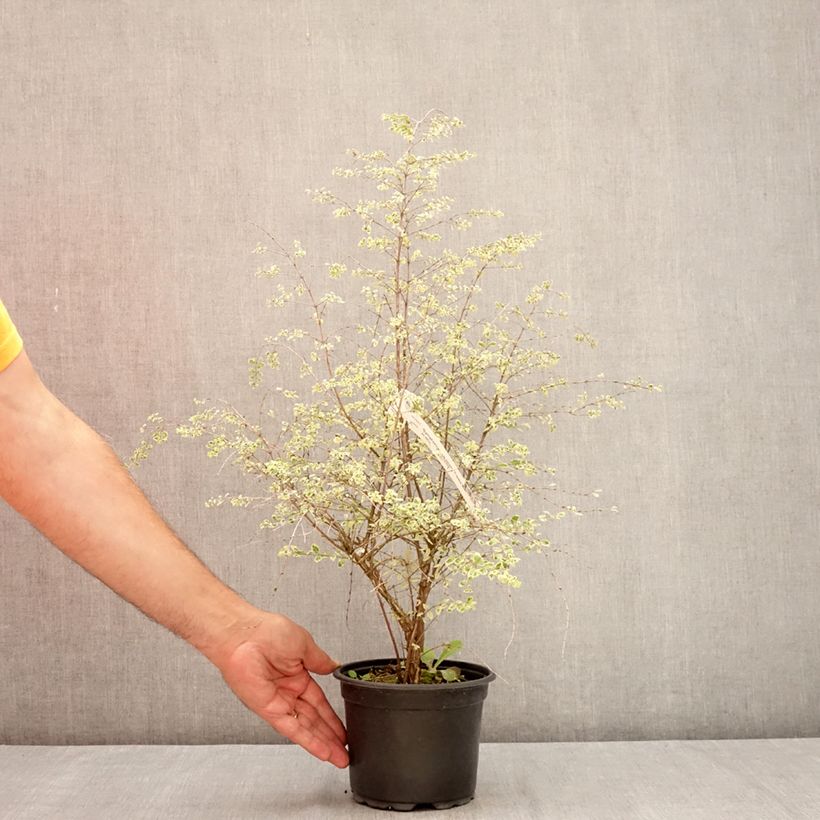 Exemplaar van Symphoricarpos chenaultii Fiesta Berry - Sneeuwbes Pot van 2 l/3 l zoals geleverd in de zomer