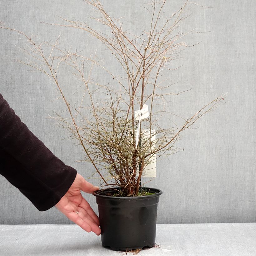 Example of Symphoricarpos chenaultii Fiesta Berry - Sneeuwbes Pot van 2 l/3 l as you get in hiver