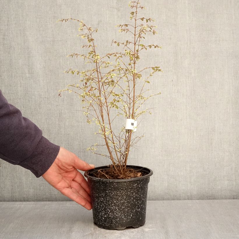 Exemplaar van Symphoricarpos chenaultii Fiesta Berry - Sneeuwbes Pot van 2 l/3 l zoals geleverd in de lente