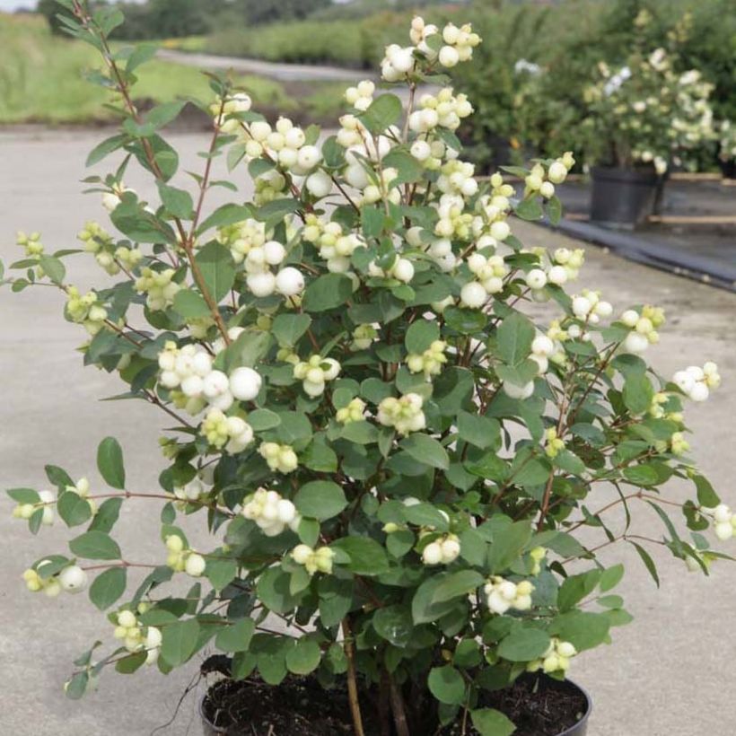 Symphoricarpos doorenbosii Magical Galaxy - Sneeuwbes (Plant habit)