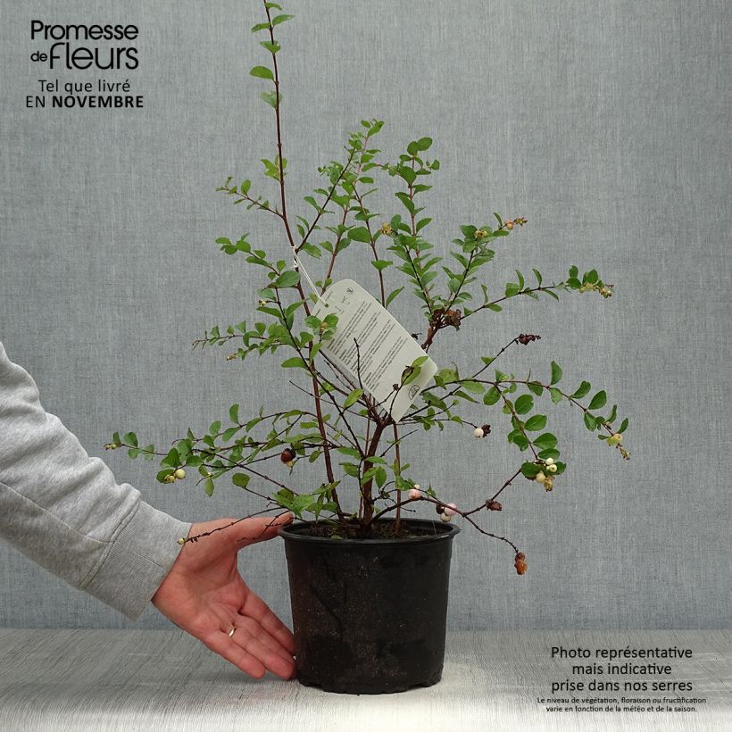 Exemplaar van Symphoricarpos doorenbosii Mother of Pearl - Sneeuwbes Pot van 2 l/3 l zoals geleverd in de herfst