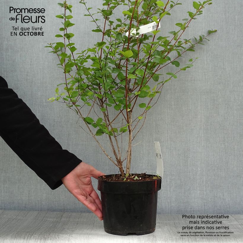 Exemplaar van Symphoricarpos doorenbosii Amethyst - Sneeuwbes Pot van 2 l/3 l zoals geleverd in de herfst