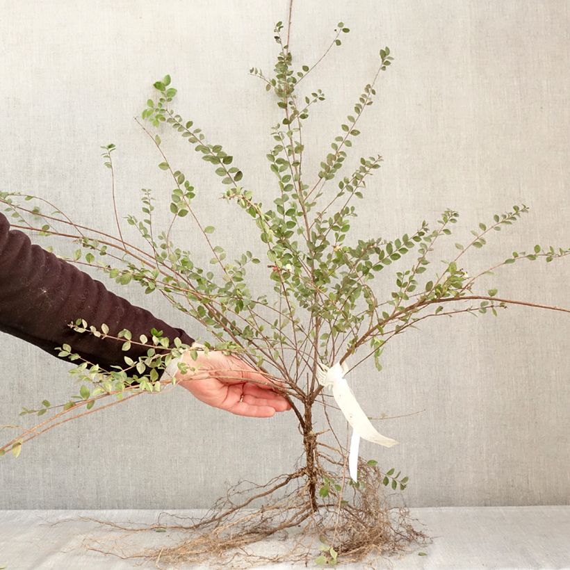 Exemplaar van Symphoricarpos doorenbosii White Hedge - Sneeuwbes Naakte wortel, Struik zoals geleverd in de winter