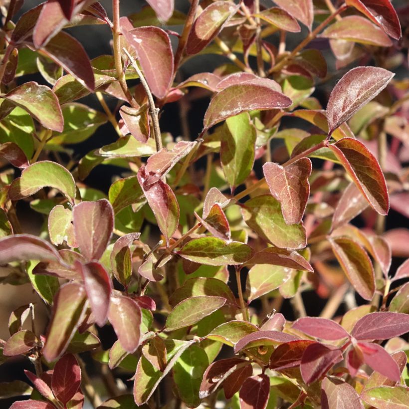 Symphoricarpos Magical Berry Christmas - Sneeuwbes (Blad)