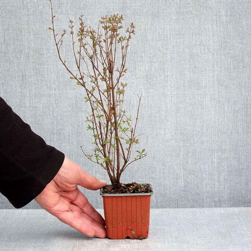 Example of Symphoricarpos Magical Berry Christmas - Sneeuwbes Kweekpotje van 8/9 cm as you get in printemps