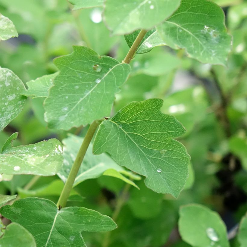 Symphoricarpos orbiculatus Symphony Rave - Sneeuwbes (Blad)