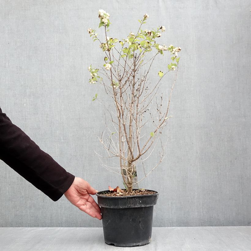 Exemplaar van Symphoricarpos orbiculatus Symphony Rave - Sneeuwbes Pot van 4 l/5 l zoals geleverd in de herfst