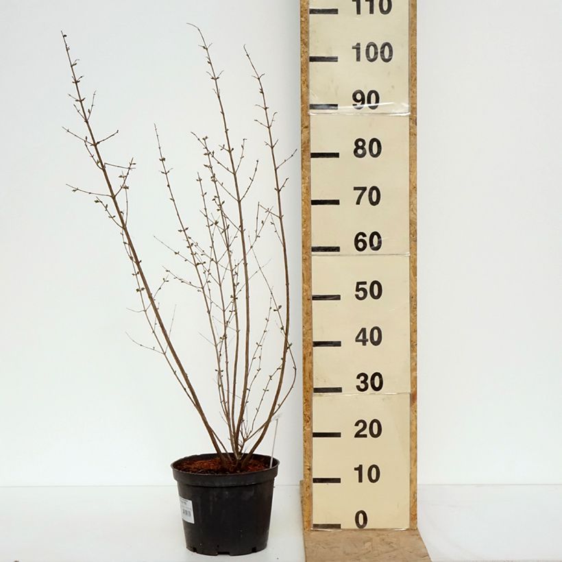 Example of Symphoricarpos orbiculatus Symphony Rave - Sneeuwbes Pot van 4 l/5 l as you get in printemps