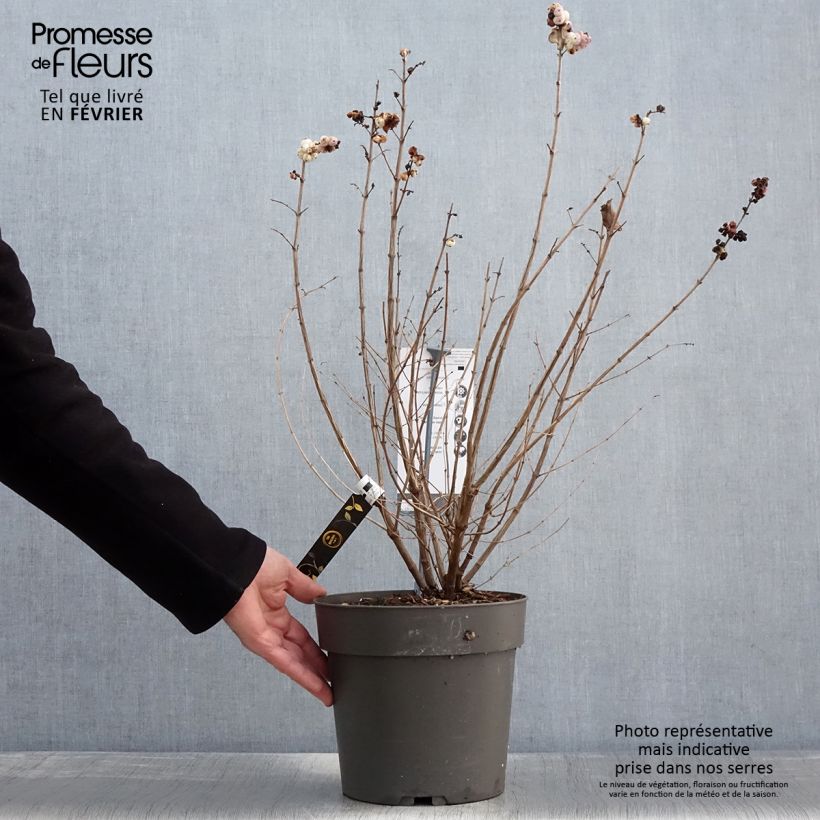 Exemplaar van Symphorine - Symphoricarpos orbiculatus Symphony Rave Pot de 4L/5L zoals geleverd in de winter