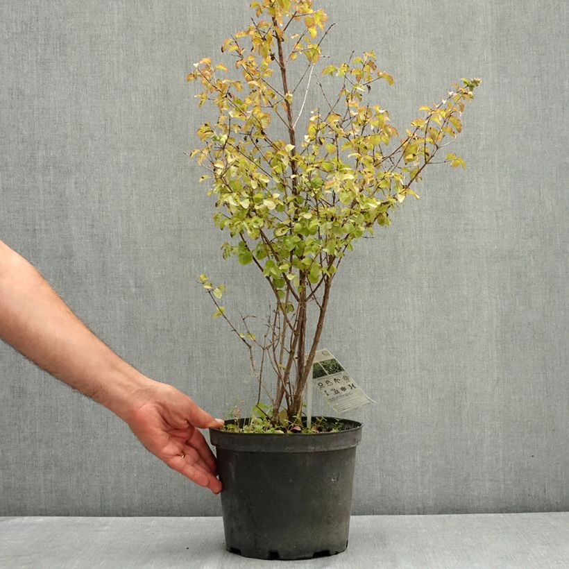 Exemplaar van Symphoricarpos orbiculatus Symphony Rock - Sneeuwbes Pot van 4 l/5 l zoals geleverd in de zomer