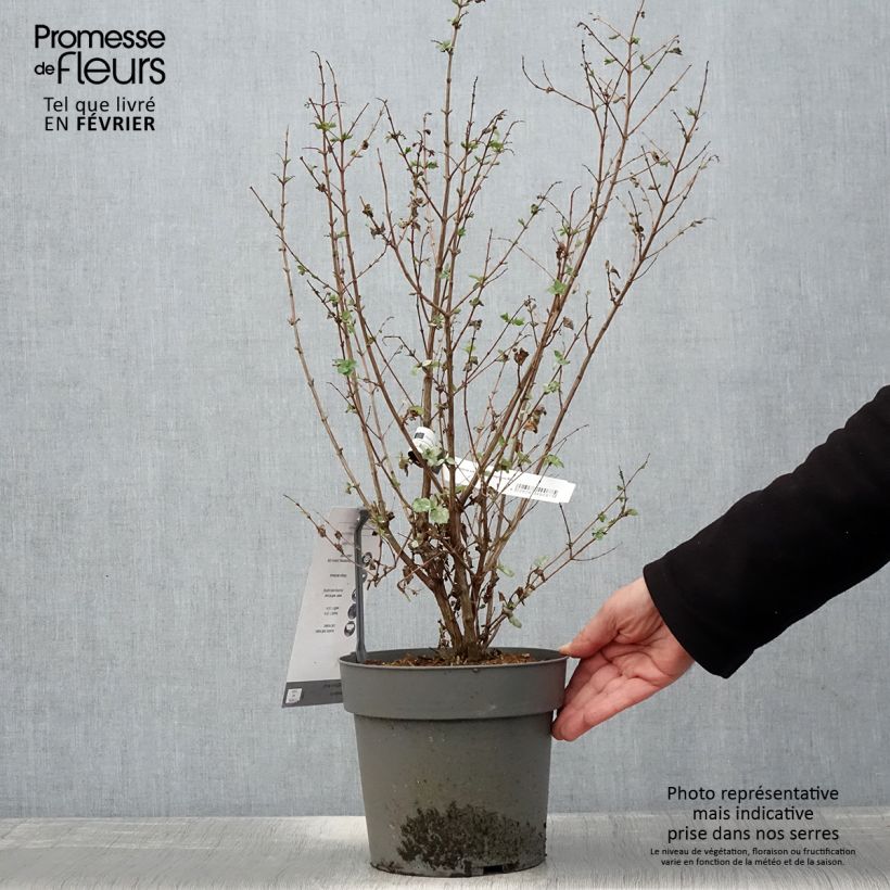 Exemplaar van Symphorine - Symphoricarpos orbiculatus Symphony Rock Pot de 4L/5L zoals geleverd in de winter