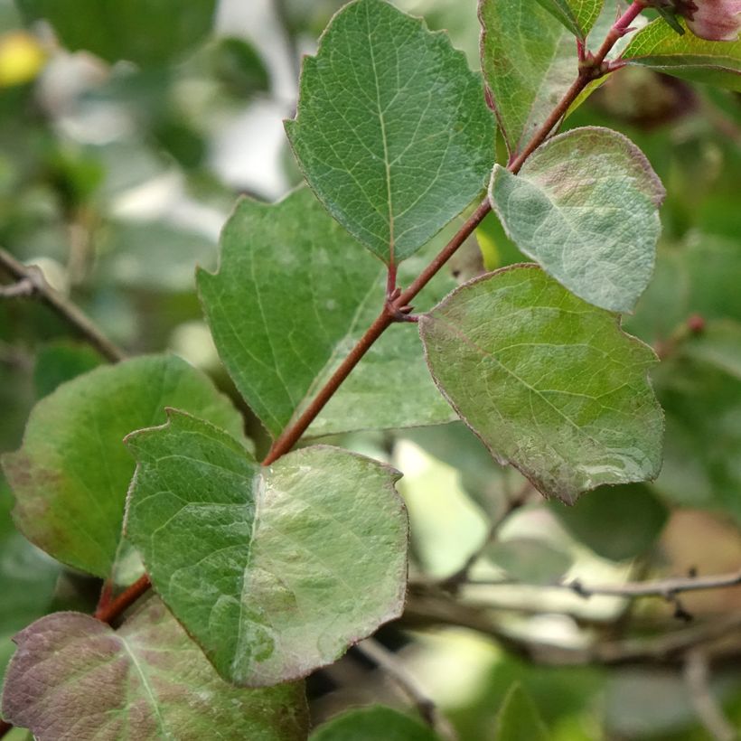 Symphoricarpos orbiculatus Symphony Rumble - Sneeuwbes (Blad)
