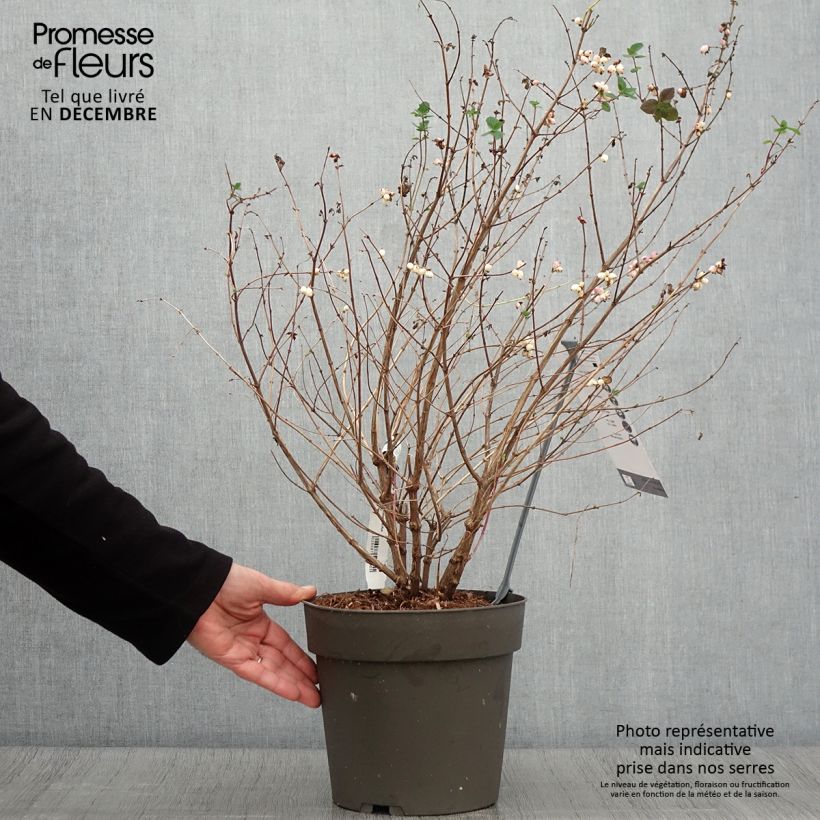 Exemplaar van Symphorine - Symphoricarpos orbiculatus Symphony Rumble Pot de 4L/5L zoals geleverd in de herfst