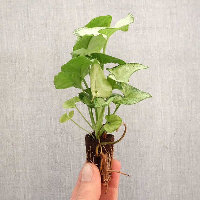 Exemplaar van Syngonium podophyllum Confetti - Pijlplant Mini-kamerplanten zoals geleverd in de lente