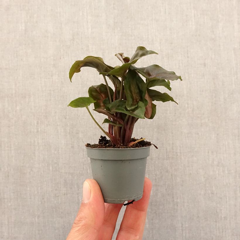 Exemplaar van Syngonium Maria Allusion - Pijlplant Mini-kamerplanten zoals geleverd in de lente